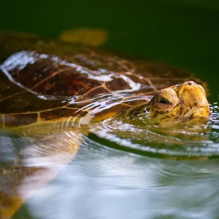 Ayla Paradise * Dalyan