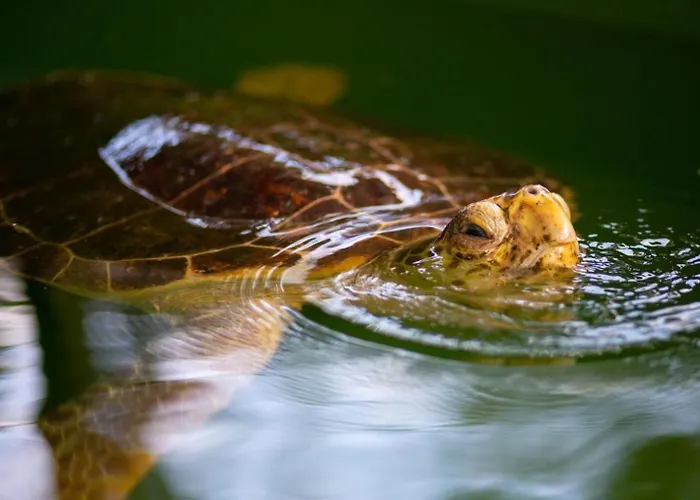 Ayla Paradise * Dalyan